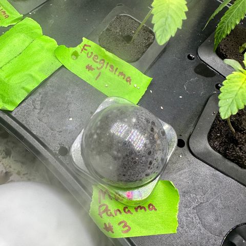 Maui Panama #3 growlog timeline photo