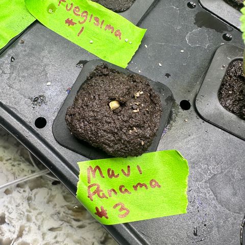Maui Panama #3 growlog timeline photo