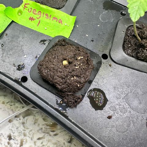 Maui Panama #3 growlog timeline photo