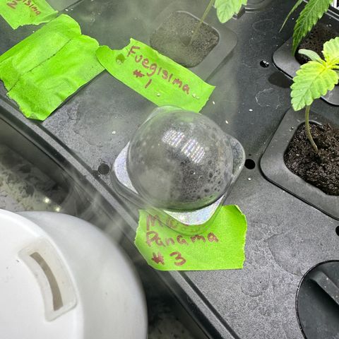 Maui Panama #3 growlog timeline photo