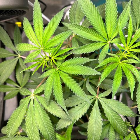 Lemore’ growlog timeline photo