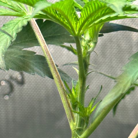 Lemore’ growlog timeline photo