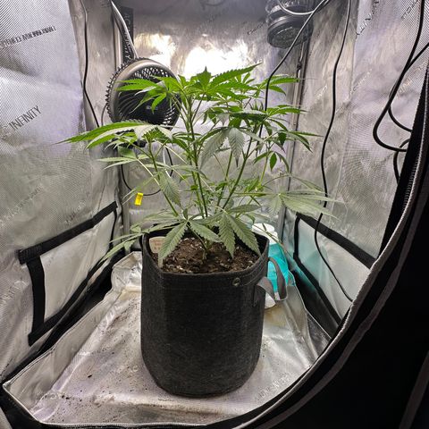 Lemore’ growlog timeline photo