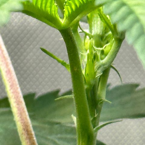 Lemore’ growlog timeline photo
