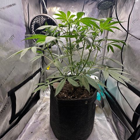 Lemore’ growlog timeline photo