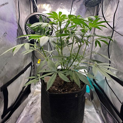 Lemore’ growlog timeline photo