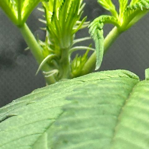 Lemore’ growlog timeline photo