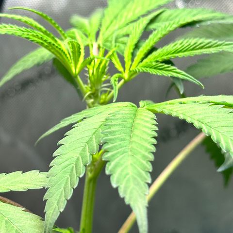 Lemore’ growlog timeline photo