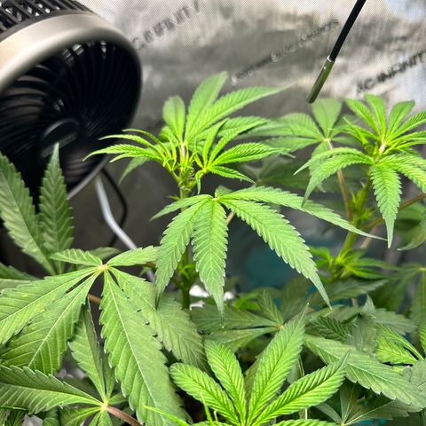 Lemore’ growlog timeline photo