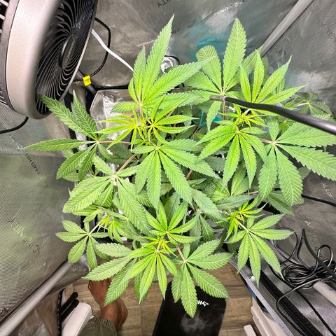 Lemore’ growlog timeline photo
