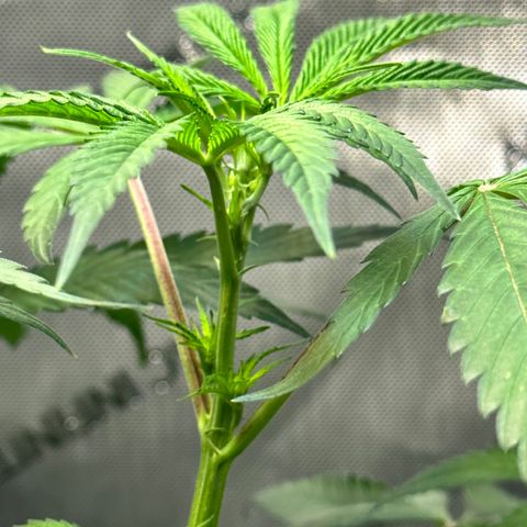 Lemore’ growlog timeline photo