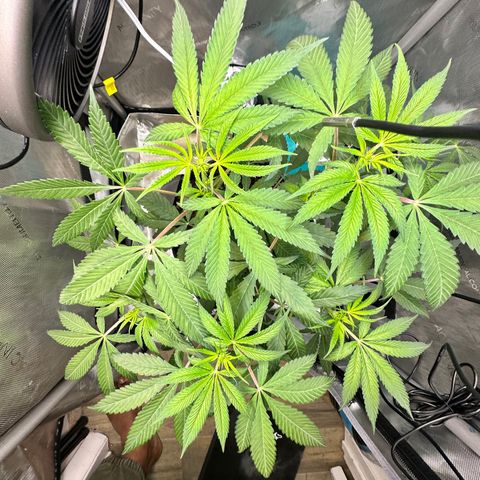 Lemore’ growlog timeline photo
