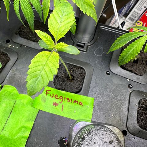 Fuegisima #1 growlog timeline photo