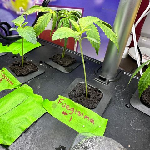 Fuegisima #1 growlog timeline photo