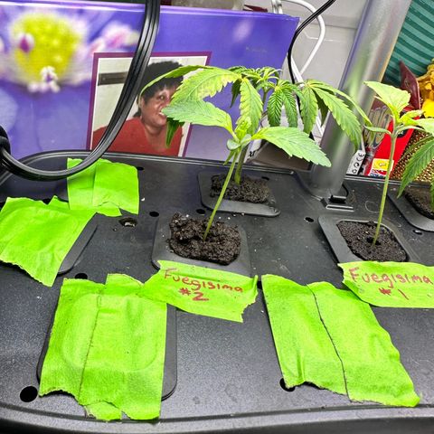 Fuegisima #2 growlog timeline photo