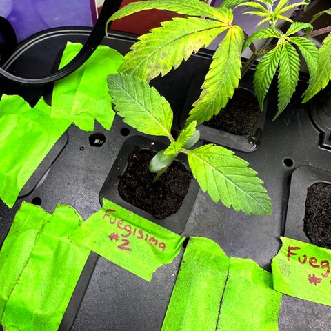 Fuegisima #2 growlog timeline photo