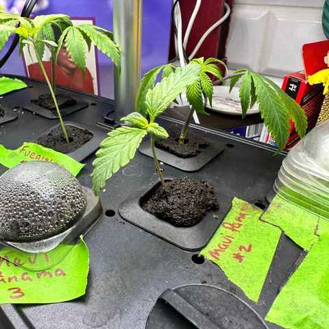 Maui Panama #2 growlog timeline photo