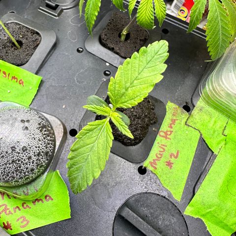 Maui Panama #2 growlog timeline photo