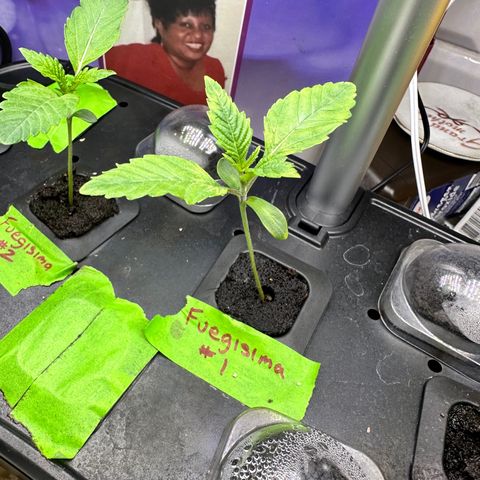 Fuegisima #1 growlog timeline photo