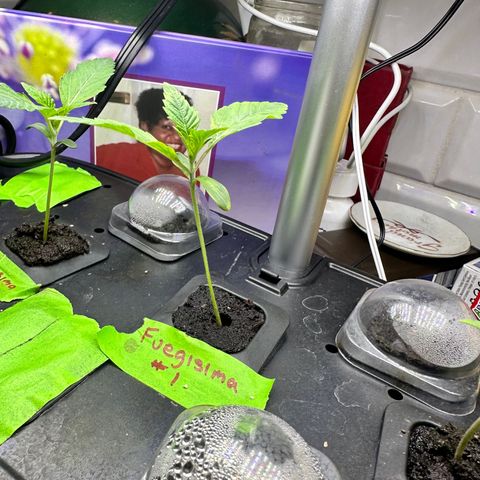 Fuegisima #1 growlog timeline photo