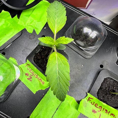 Fuegisima #2 growlog timeline photo