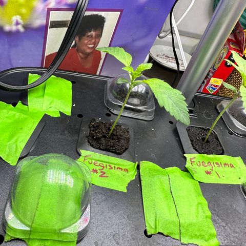 Fuegisima #2 growlog timeline photo