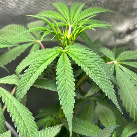Lemore’ growlog timeline photo