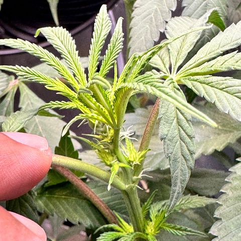 Lemore’ growlog timeline photo