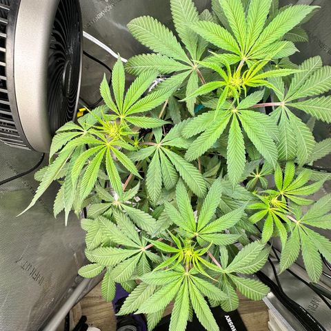Lemore’ growlog timeline photo