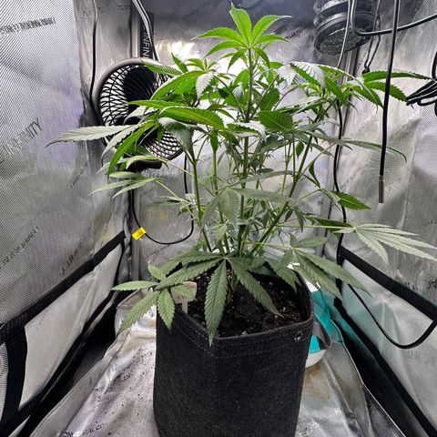 Lemore’ growlog timeline photo