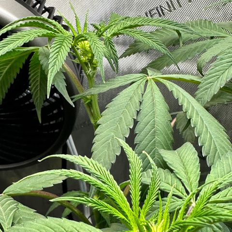 Lemore’ growlog timeline photo