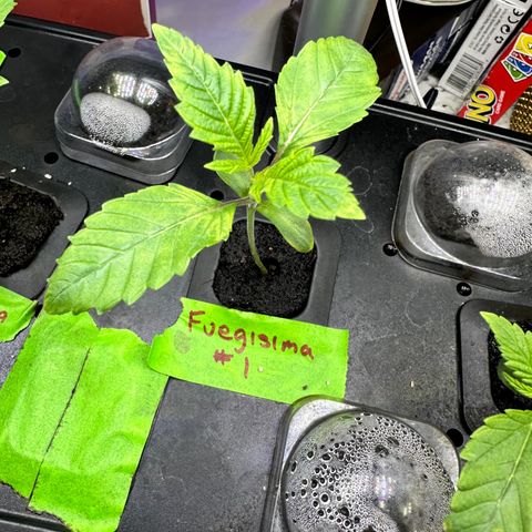 Fuegisima #1 growlog timeline photo