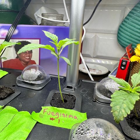 Fuegisima #1 growlog timeline photo