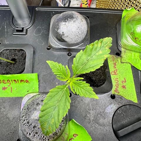 Fuegisima #2 growlog timeline photo