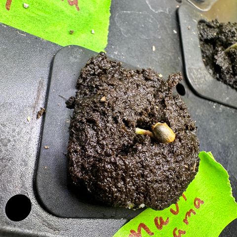 Maui Panama #3 growlog timeline photo
