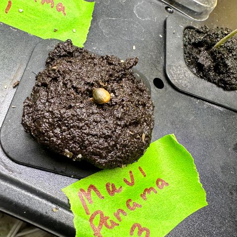 Maui Panama #3 growlog timeline photo
