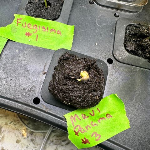 Maui Panama #3 growlog timeline photo