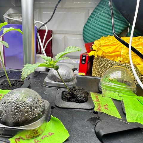 Maui Panama #2 growlog timeline photo