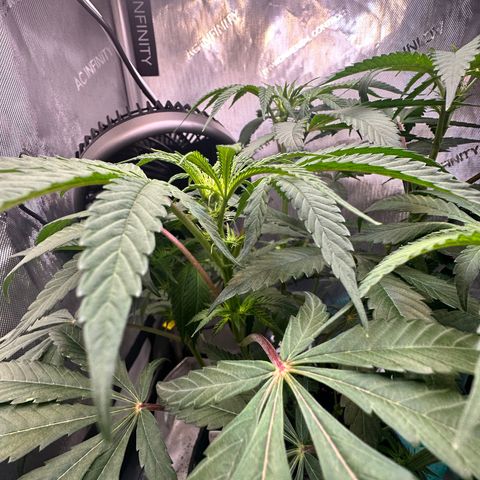 Lemore’ growlog timeline photo