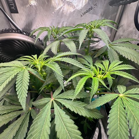 Lemore’ growlog timeline photo