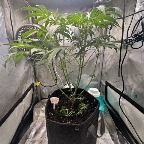 Lemore’ growlog timeline photo