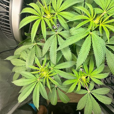 Lemore’ growlog timeline photo