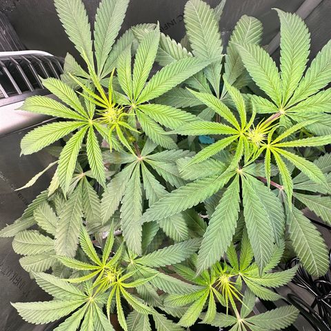 Lemore’ growlog timeline photo