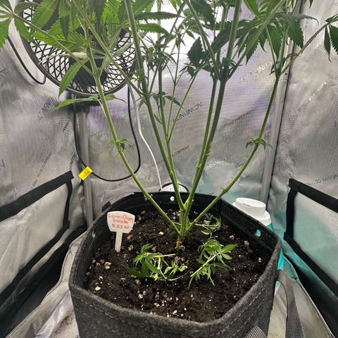 Lemore’ growlog timeline photo