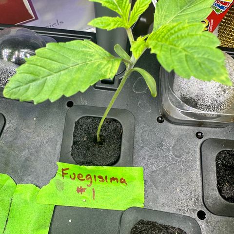 Fuegisima #1 growlog timeline photo