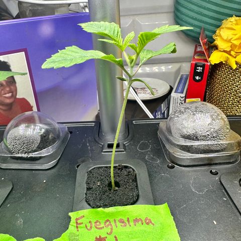 Fuegisima #1 growlog timeline photo