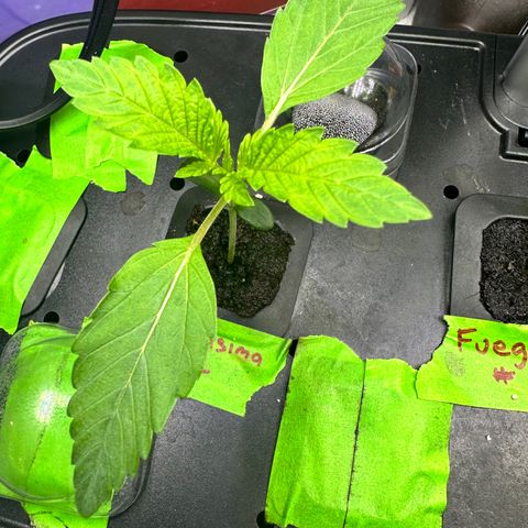 Fuegisima #2 growlog timeline photo