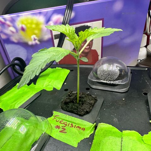 Fuegisima #2 growlog timeline photo