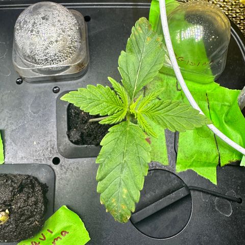 Maui Panama #2 growlog timeline photo