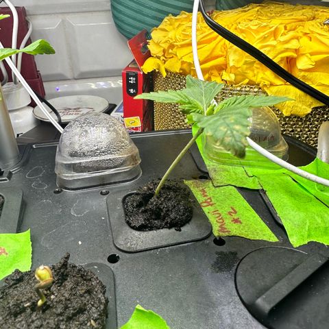 Maui Panama #2 growlog timeline photo